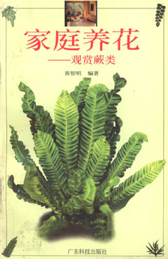 家庭养花——观赏蕨类